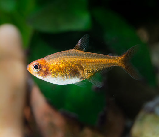 Live Fish Tetra Ember