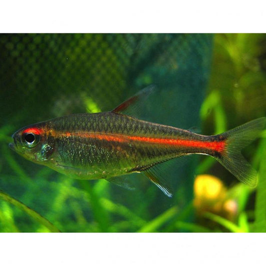 Live Fish Tetra Glowlight