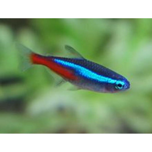 Live Fish Tetra Neon