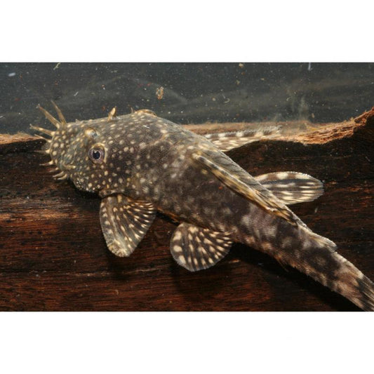Live Fish Bristlenose