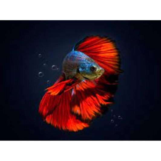 Live Fish Fighter Male Assorted