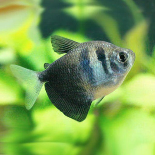 Live Fish Tetra Black Widow