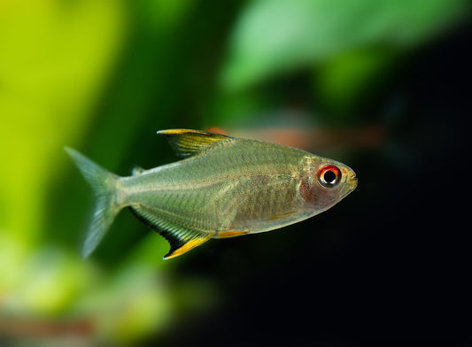 Live Fish Tetra Lemon