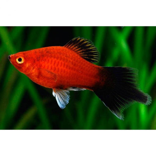 Live Fish Platy Assorted
