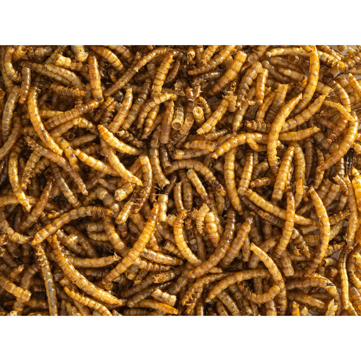 Topflite Dried Mealworms