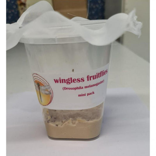 Bio Suppliers Live Fruit Flies