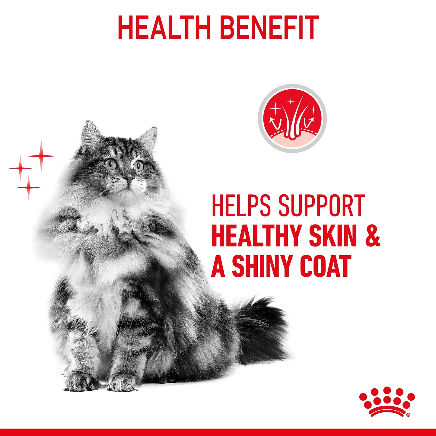 Royal Canin Hair & Skin Care Jelly Wet Cat Food
