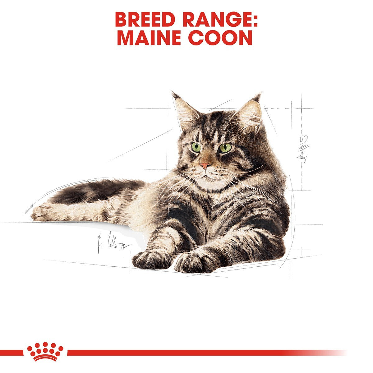 Royal Canin Maine Coon Gravy Wet Cat Food
