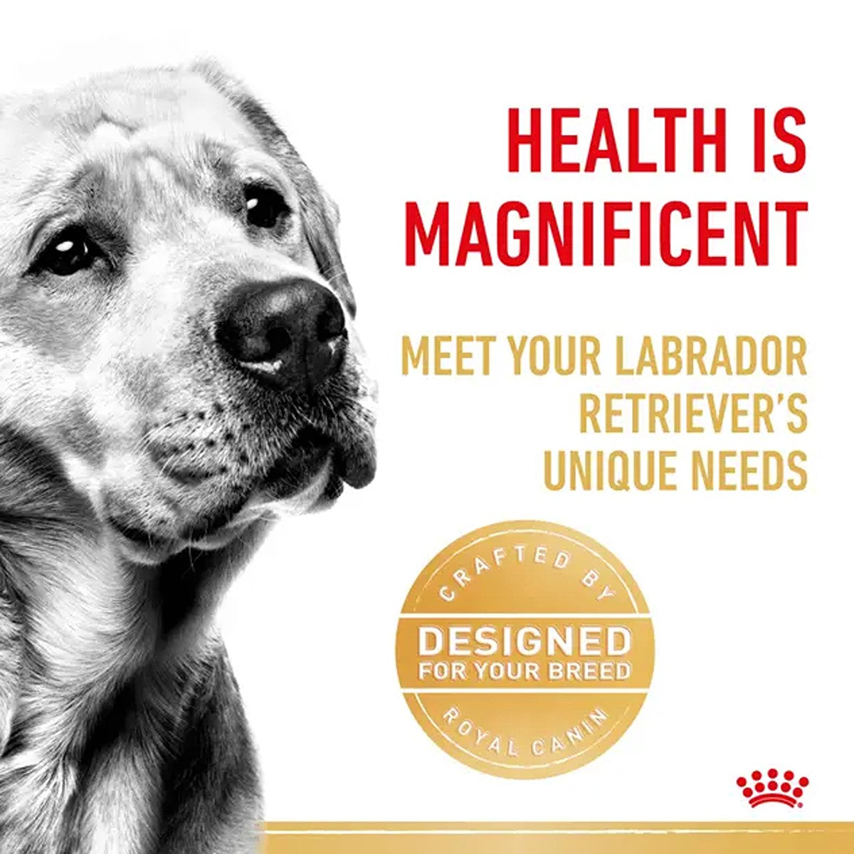 Royal Canin Labrador Retriever Gravy Wet Dog Food