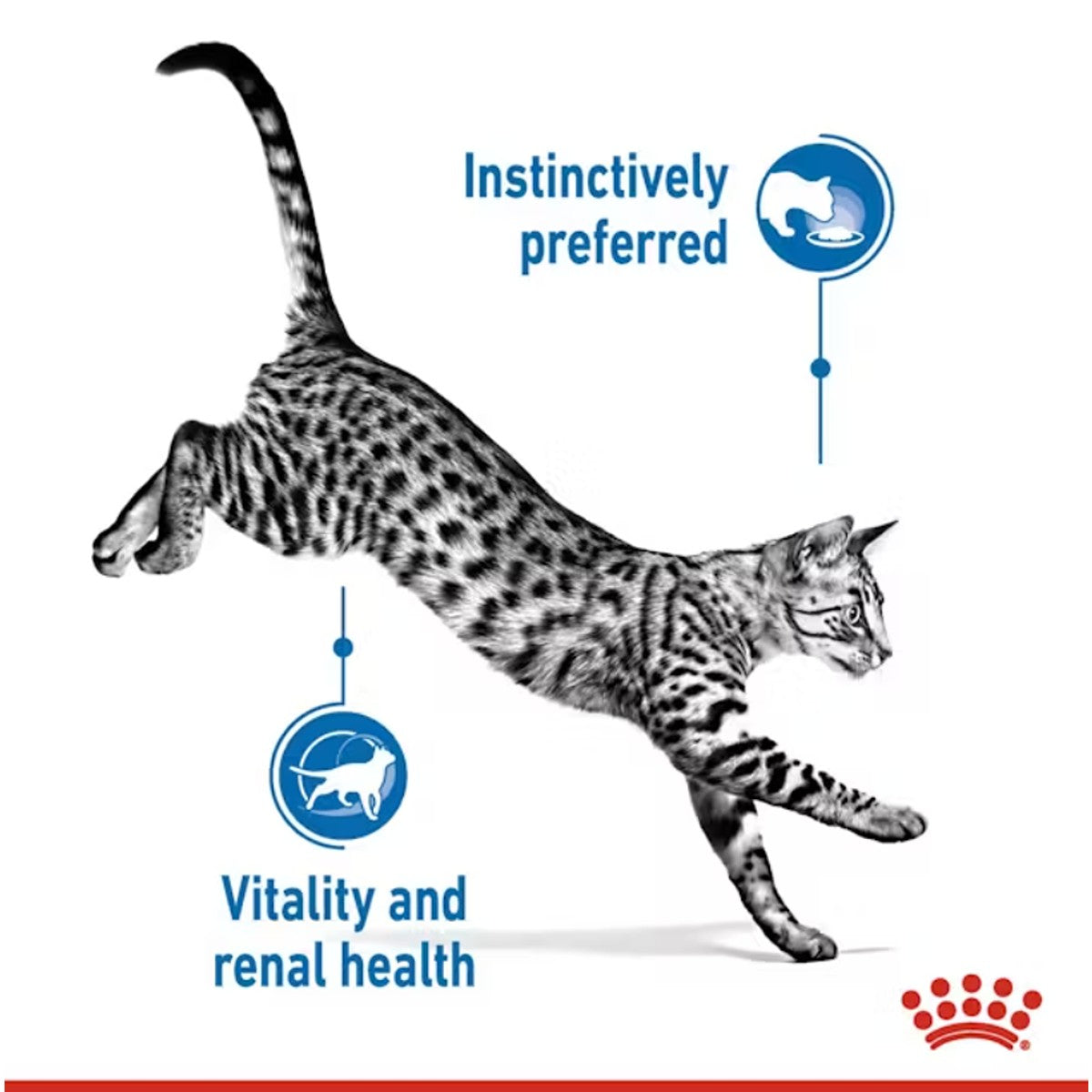 Royal Canin Indoor 7+ Gravy Cat Food